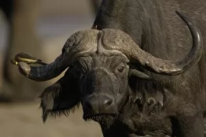 Images Dated 23rd October 2005: Buffalo (Syncerus caffer). Makalolo Plains. Hwange National Park. ZIMBABWE. Southern Africa
