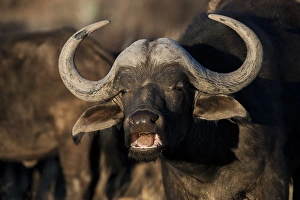 Sound Prints: Buffalo (Syncerus caffer), Private game ranch, Great Karoo, SOUTH AFRICA