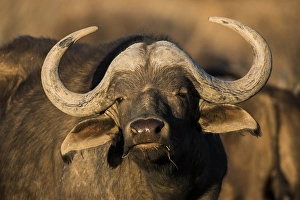 Buffalo (Syncerus caffer), Private game ranch, Great Karoo, SOUTH AFRICA