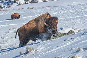 Bison Prints: Buffalo in winter in the Northern Range of Yellowstone National Park