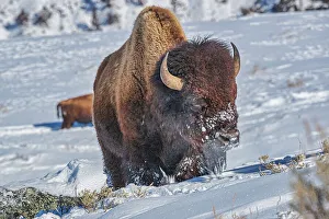 Bison Prints: Buffalo in winter in the Northern Range of Yellowstone National Park