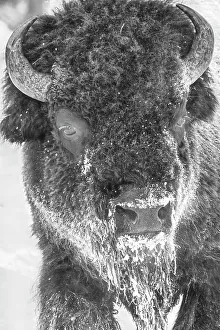 Bison Prints: Buffalo in winter in the Northern Range of Yellowstone National Park