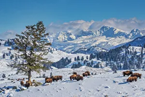 Bison Prints: Buffalo in winter in the Northern Range of Yellowstone National Park