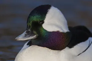 Drake Prints: Bufflehead drake