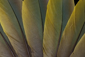 Images Dated 31st March 2010: Buffons Macaw feather design