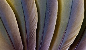 Macaw Prints: Buffons Macaw feather design