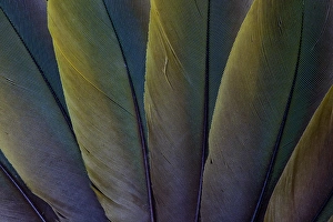 Buffons Macaw wing feather design