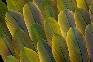 Macaw Prints: Buffons Macaw wing feather design
