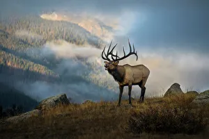 Bugling elk with a Colorado Rocky Mountain misty morning backdrop