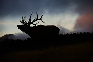Steve Mohlenkamp Prints: Bugling elk silhouetted against the Colorado Rocky Mountains