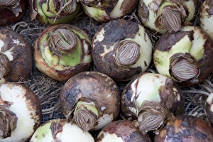 Bulbs at the Bloemenmarket