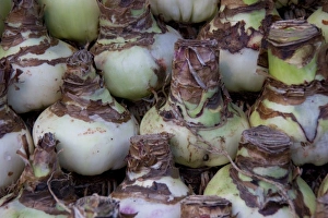Images Dated 6th September 2007: Bulbs at the Bloemenmarket