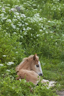 Images Dated 11th June 2014: Bulgaria, Central Mountains, Koprivshtitsa, young colt