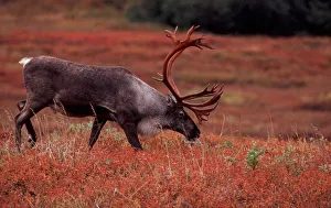 Blue Berry Prints: Bull barren ground caribou in Denali NP. Blueberry, dwarf willow, and bear berry