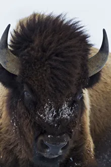 Images Dated 28th September 2019: Bull Bison