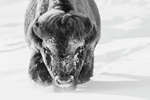 Bison Prints: Bull bison wading through the deep snow of Yellowstone
