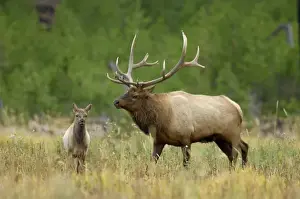 Rolf Nussbaumer Prints: bull with calf, Yellowstone NP, Wyoming, September 2005
