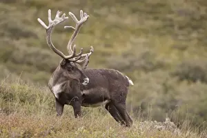 Willow Prints: A bull caribou stands on the alpine tundra near the Denali Park road in the Alaska Range