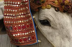 Bull decorated for the cattle decorating competition at Pushkar camel and livestock fair