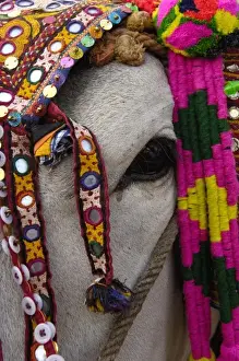 Bull decorated for the cattle decorating competition at Pushkar camel and livestock fair