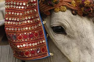 Fair Prints: Bull decorated for the cattle decorating competition at Pushkar camel and livestock fair