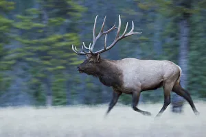 Images Dated 16th October 2020: Bull Elk on the move