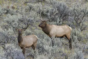 Mating Prints: Bull elk approaching cow elk or wapiti, Yellowstone National Park, Wyoming