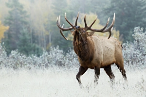 Bull Prints: Bull elk asserting his dominance on frosty October morning, Canadian Rockies