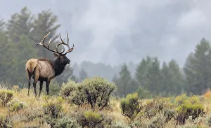 Sage Brush Prints: Bull elk, autumn rain in the sage brush country of the Rocky Mountains, Wyoming, USA