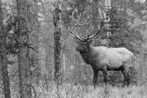 Prints of Bull Elk, autumn snow Images Dated 2020 February: Bull Elk, autumn snow