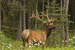Images Dated 23rd July 2015: bull elk, Bow Valley Parkway, Banff National Park, Alberta, Canada
