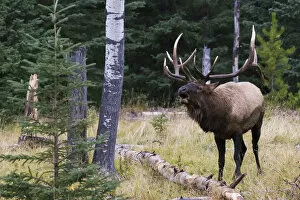 Images Dated 29th September 2005: Bull Elk Bugling
