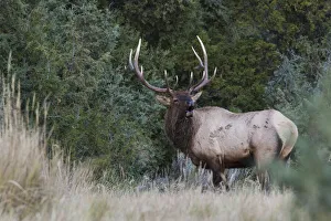 Images Dated 23rd January 2020: Bull Elk Bugling