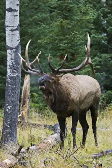 Bugling Prints: Bull elk bugling