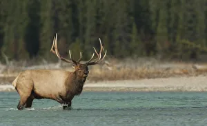 Images Dated 25th October 2021: Bull elk bugling