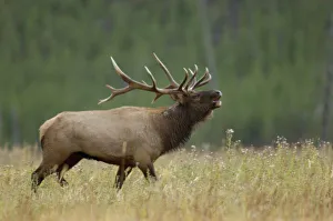 Natl Park Prints: Bull Elk bugling