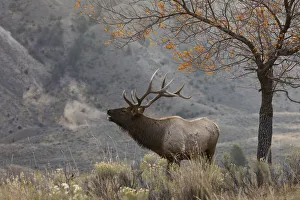Ken Archer Prints: Bull Elk Bugling, morning song