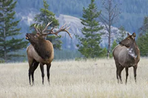 Ken Archer Prints: Bull elk bugling, piebald cow watching