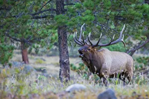 Images Dated 22nd July 2023: Bull elk bugling in the Rocky Mountains, Colorado, USA