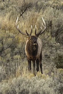 Bugling Prints: Bull elk bugling or wapiti, Yellowstone National Park, Wyoming