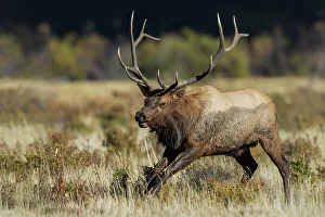 Images Dated 16th January 2023: Bull elk chasing nearby rival. USA, Colorado, Rocky mountain meadow