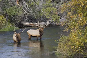 Mating Prints: Bull elk crossing