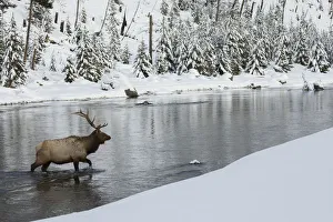 Bull elk crossing river