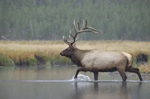 Natl Park Prints: Bull Elk crossing river in snowstorm, Yellowstone NP, Wyoming