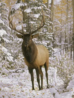Steve Mohlenkamp Prints: A bull elk in early winter in the Colorado Rocky Mountains