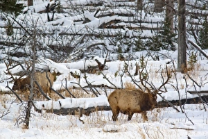 Yellow Stone Prints: Bull elk feeding in winter in Yellowstone National Park