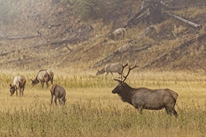 Images Dated 13th October 2017: Bull Elk with females on foggy morning along Madison River, Yellowstone National Park