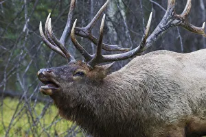 Bull Elk Fleming