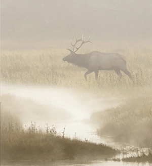 Images Dated 13th October 2017: Bull Elk on foggy morning along Madison River