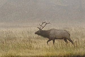 Images Dated 4th October 2016: Bull Elk on foggy morning along Madison River